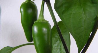 Health Benefits Jalapeno The Super Hot and Beneficial