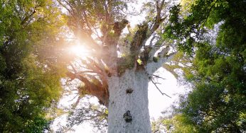 Lost in the Jungle? Master This Sunlight Trick to Find Your Direction Fast!