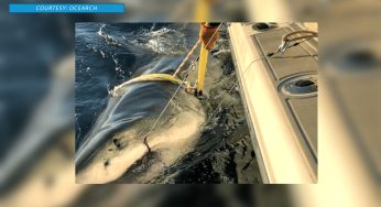 Largest Great White Shark Tagged by OCEARCH Sends Alarming Ping Far from Cape Cod!